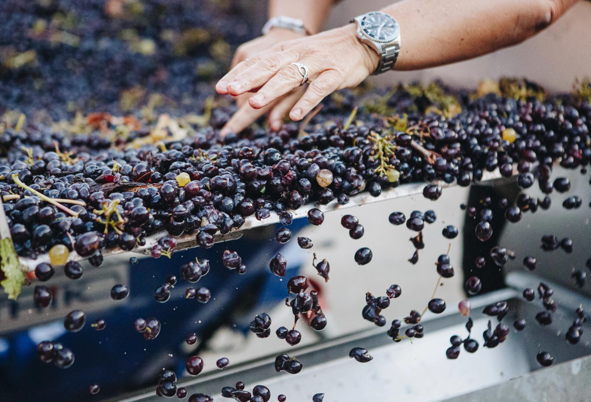 Homme triant des raisins pour la vinification