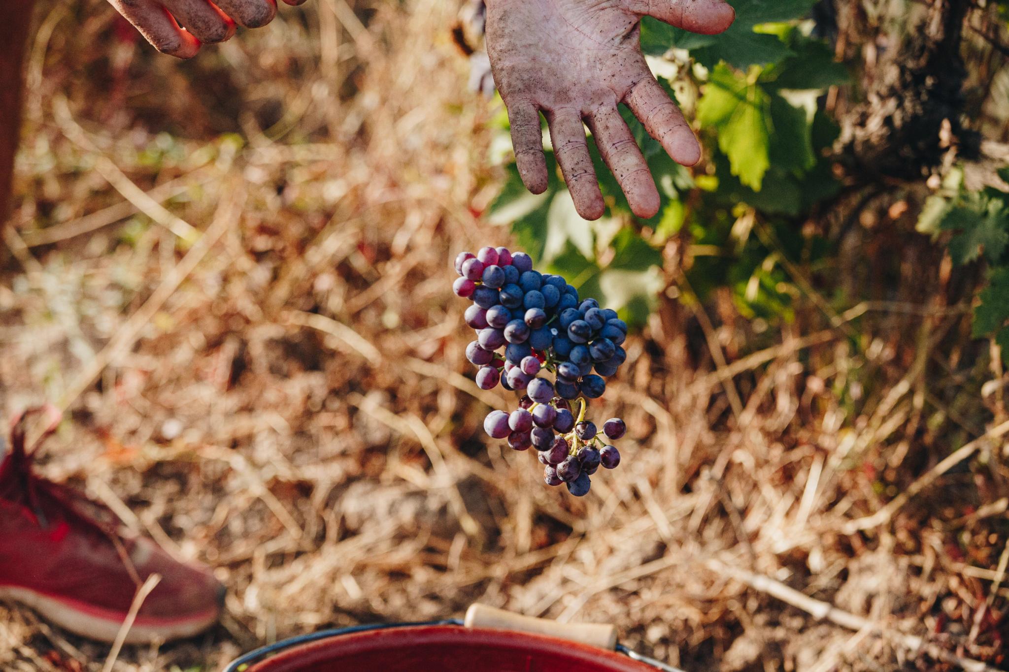 Grappe de raisin dans les vignes - caviste en ligne