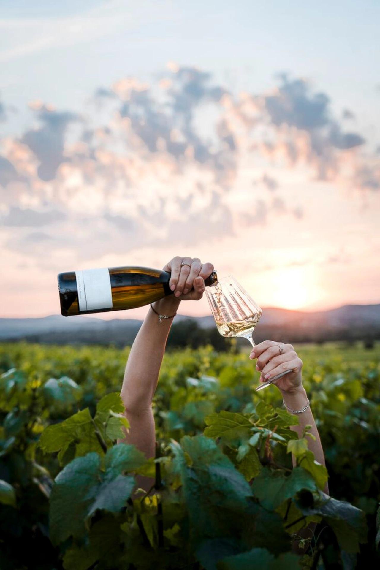 Verre de vin blanc dans les vignes
